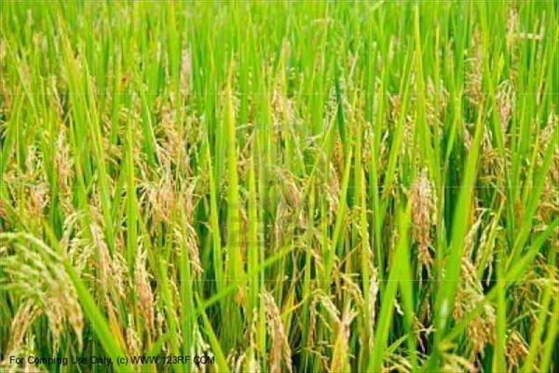 品牌農業：苑裡栽稻－山水米品牌行銷之道