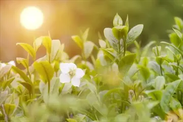 一間茶屋　華山