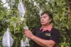 阿波卡樂酪梨崎園　20 酪梨品種打天下，竹崎綠金產業幸福果