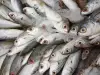 協助臺灣農漁產開拓海外市場推動獎勵計畫，建立線上補助申請模式
