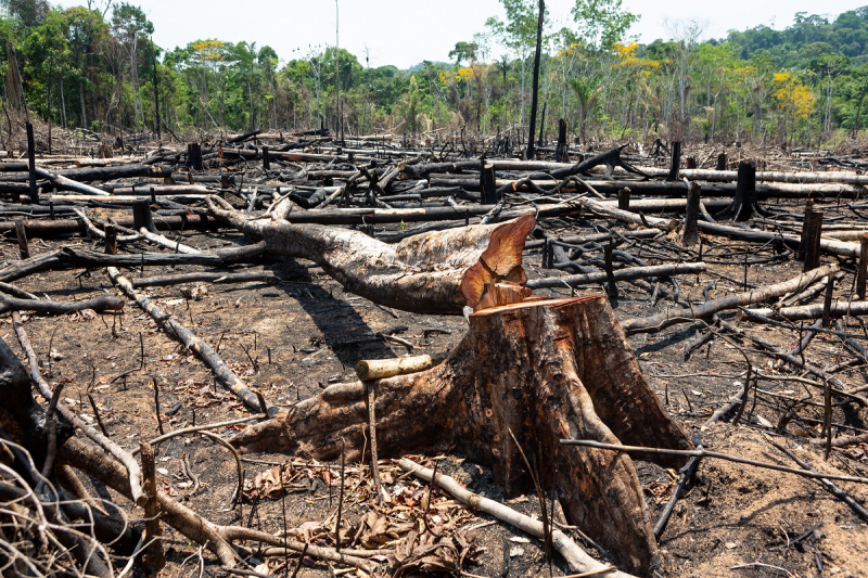 生物信用額度是解方？拯救急速消失的熱帶雨林
