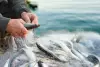 以苗栗慢魚運動為例－探討食魚教育如何開創地方飲食文化新契機