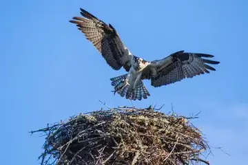 鷹姿煥發越峰翱翔