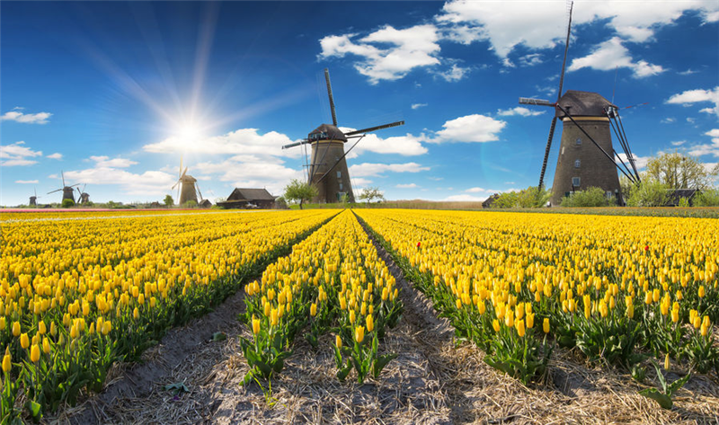荷蘭智慧農業