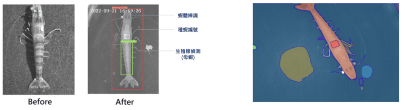草蝦生殖腺成熟度辨識暨產卵時間智慧判斷解決方案