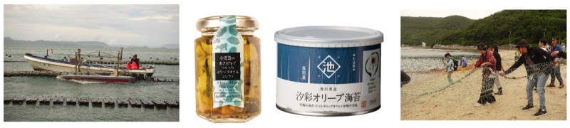 圖11 牡蠣養殖系統    圖12 橄欖油和海藻系列產品  圖13 體驗牽罟活動